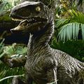 Velociraptor v1 Female Crop.JPG